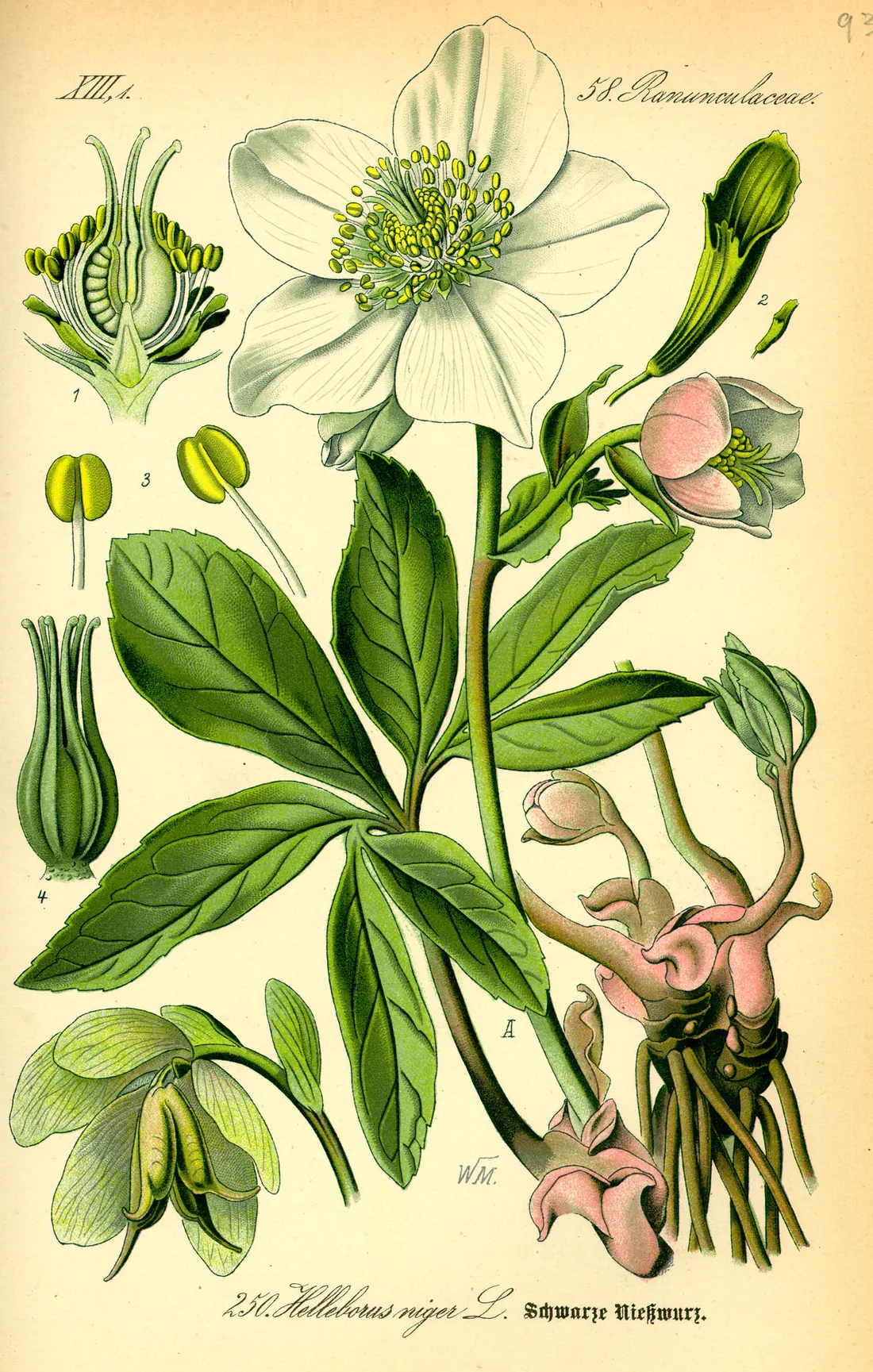 A printed botanical plate of the Christmas rose: a large white flower with many yellow stamens, dark green leaves, pink buds and the dark root, with small numbered drawings of the flower’s parts beside it.
